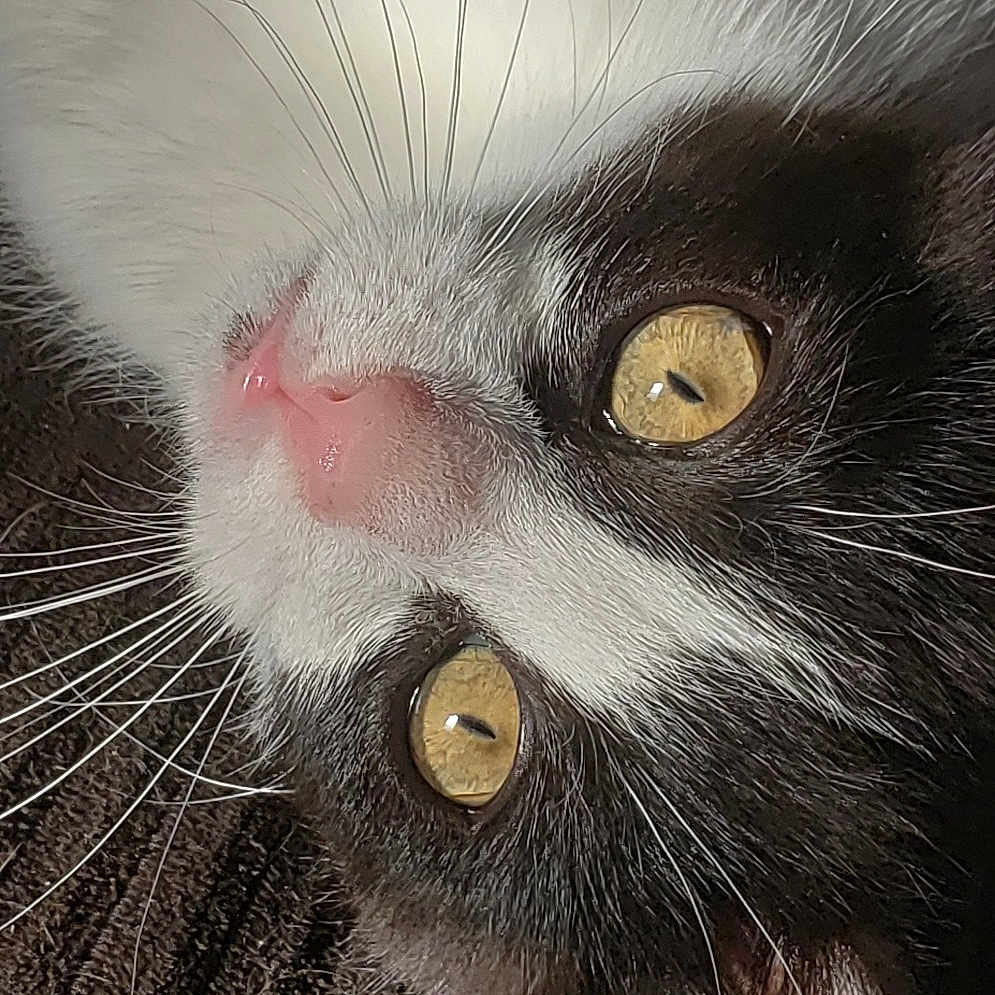Tango