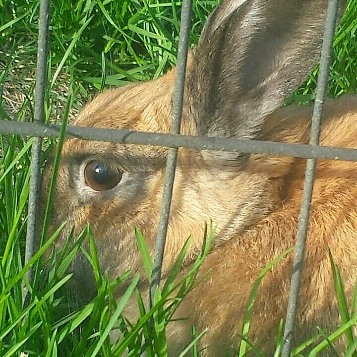 Bun Bun