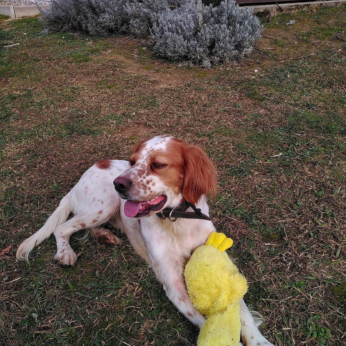 Olaf