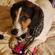 Lilli joined the competition — help win amazing prizes! animal, bed, black, brown, camo, closeup, comfort, cute, dog, electronics, gaming_controller, headset, indoor, leisure, paws, pet, playing, relaxation, technology, white