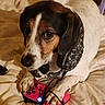 animal, bed, black, brown, camo, closeup, comfort, cute, dog, electronics, gaming_controller, headset, indoor, leisure, paws, pet, playing, relaxation, technology, white