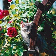 Kiki participe au concours pour gagner de l'argent avec cette photo : kitten, cat, rose, flower, garden, greenery, wood, plant, outdoor, nature, pet, curious, young, feline, leaves, sunlight, bush, animal, flora, spring