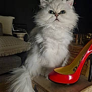 Osiris participe au concours pour gagner de l'argent avec cette photo : cat, fluffy, white_cat, high_heel, shoe, wooden_box, indoor, furniture, couch, pillow, plant, curious, pet, animal, floor, living_room, cozy, domestic, closeup, portrait