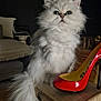 cat, fluffy, white_cat, high_heel, shoe, wooden_box, indoor, furniture, couch, pillow, plant, curious, pet, animal, floor, living_room, cozy, domestic, closeup, portrait