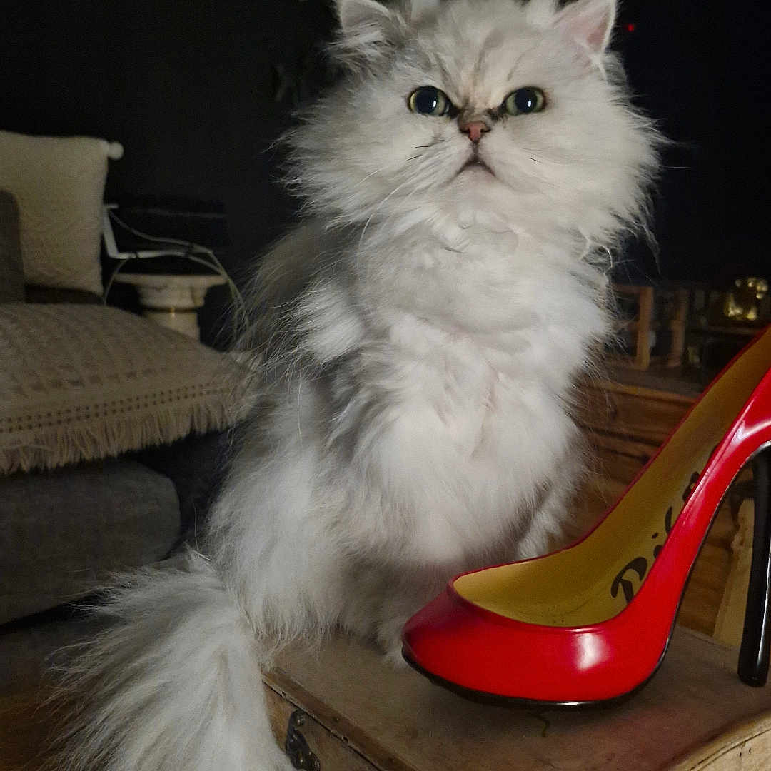 Osiris participe au concours pour gagner de l'argent avec cette photo : animal, cat, closeup, couch, cozy, curious, domestic, floor, fluffy, furniture, high_heel, indoor, living_room, pet, pillow, plant, portrait, shoe, white_cat, wooden_box