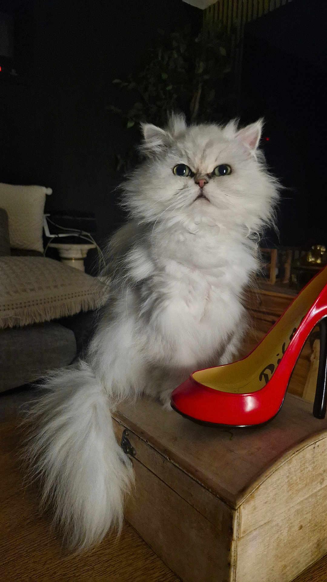 Osiris participe au concours pour gagner de l'argent avec cette photo : cat, fluffy, white_cat, high_heel, shoe, wooden_box, indoor, furniture, couch, pillow, plant, curious, pet, animal, floor, living_room, cozy, domestic, closeup, portrait