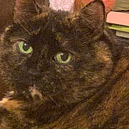 Kiki is registered to the contest to win money with this photo: animal, cat, close_range, close_up, companion, cozy, cute, domestic, ears, feline, fur, green_eyes, indoor, looking, pet, portrait, relaxed, soft_texture, tortoiseshell, whiskers