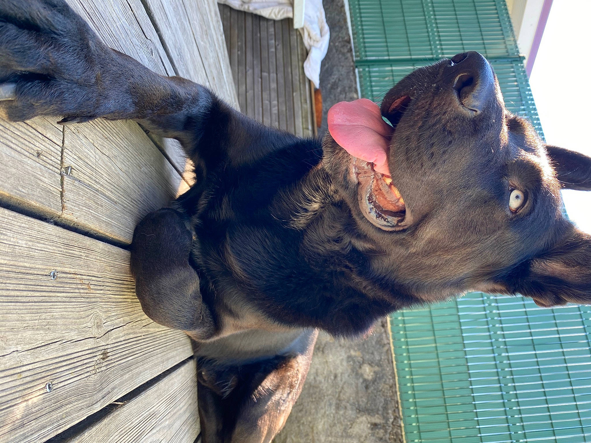 Olaf a rejoint le concours — aidez-le/la à gagner de superbes lots ! canidae, carnivore, collar, dog, dog_breed, ear, fawn, fur, gesture, guard_dog, liver, pet_supply, snout, sporting_group, tail, terrestrial_animal, whiskers, window, wood, working_animal