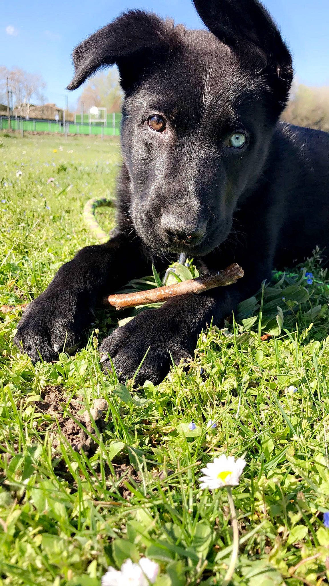 Olaf participe au concours pour gagner de l'argent avec cette photo : borador, canidae, carnivore, collar, companion_dog, dog, dog_breed, fawn, flower, grass, grassland, green, groundcover, herbaceous_plant, people_in_nature, plant, sky, terrestrial_animal, whiskers, working_animal