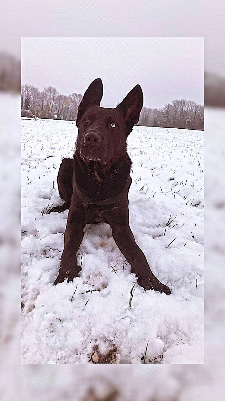 Olaf a rejoint le concours — aidez-le/la à gagner de superbes lots ! art, canidae, carnivore, companion_dog, dog, dog_breed, dog_collar, dog_supply, fawn, freezing, fur, guard_dog, liver, sky, snout, snow, sporting_group, stock_photography, winter, working_animal