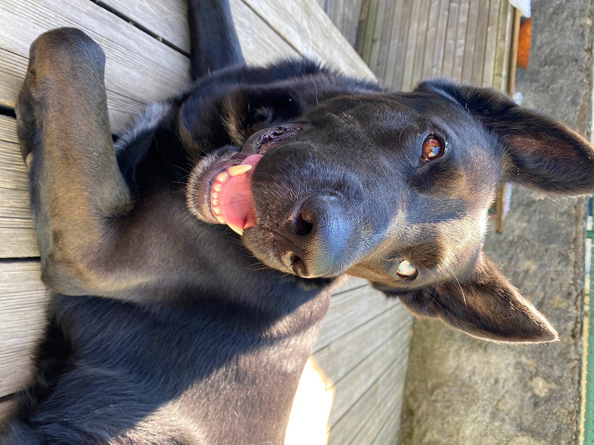 Olaf participe au concours pour gagner de l'argent avec cette photo : borador, canidae, carnivore, collar, companion_dog, dog, dog_breed, dog_collar, ear, fawn, fur, hunting_dog, liver, non_sporting_group, pet_supply, snout, sporting_group, terrestrial_animal, whiskers, working_animal