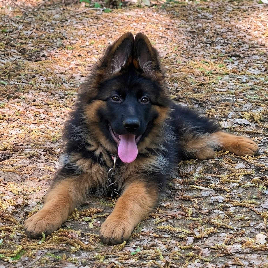 Aïka a rejoint le concours — aidez-le/la à gagner de superbes lots ! dog, puppy, german_shepherd, outdoor, leafy_ground, happy, tongue_out, ears_up, animal, pet, fur, canine, nature, playful, young_dog, mammal, laying_down, tongue, cute, alert
