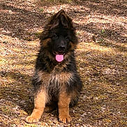 Aïka a rejoint le concours — aidez-le/la à gagner de superbes lots ! dog, puppy, german_shepherd, forest, leaves, nature, outdoor, sunlight, animal, pet, tongue_out, ears_up, sitting, cute, young, fluffy, brown, black, ground, trees