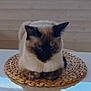 cat, siamese_cat, pet, animal, feline, indoor, woven_mat, table, fur, whiskers, ears, face, resting, looking_down, domestic_animal, cute, companion, reflection, wooden_wall, closeup