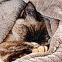 Yuna participe au concours pour gagner de l'argent avec cette photo : cat, sleeping, blanket, cozy, paw, fur, animal, pet, rest, comfort, indoor, cute, snuggle, relaxation, warm, soft, mammal, domestic, feline, peaceful