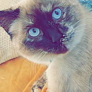 Yuna a rejoint le concours — aidez-le/la à gagner de superbes lots ! cat, blue_eyes, close_up, fluffy_fur, yellow_blanket, beige_cushion, curious, indoor, pet, animal, feline, whiskers, soft_texture, relaxed, portrait, cute, domestic_cat, face, fur_pattern, resting