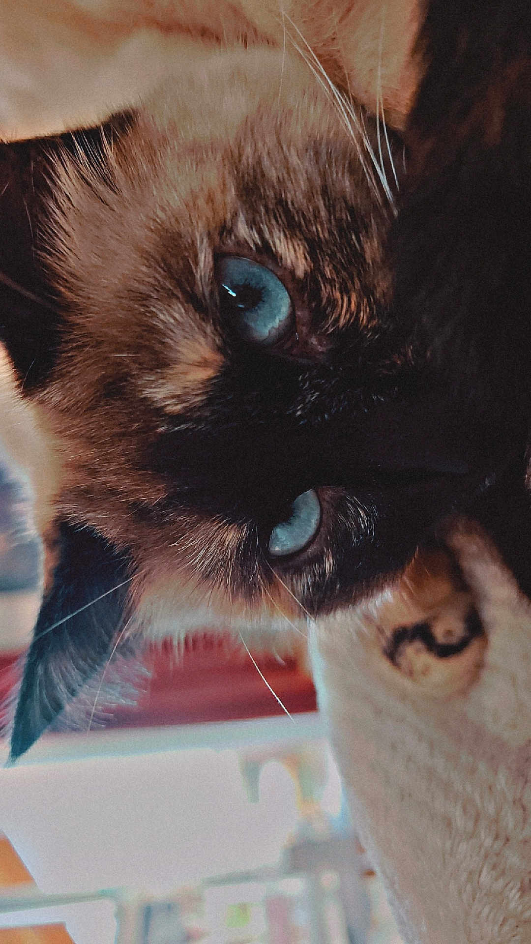 Yuna participe au concours pour gagner de l'argent avec cette photo : cat, siamese_cat, blue_eyes, close_up, whiskers, fur, pet, animal, indoor, cozy, cute, portrait, mammal, face, feline, soft_texture, warm_colors, domestic_animal, eye_focus, close_range