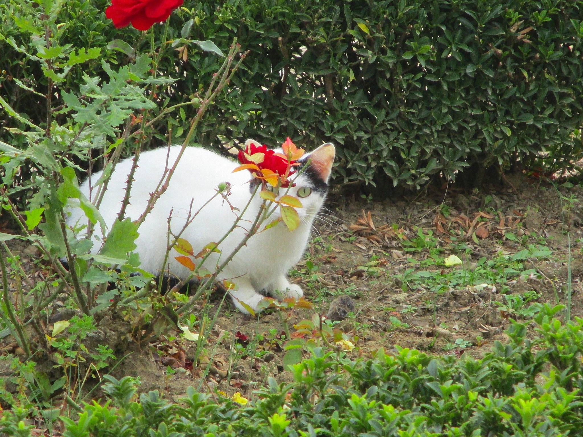 Lilou participe au concours pour gagner de l'argent avec cette photo : cat, chicken, fawn, felidae, flower, plant, rooster, shrub, small_to_medium_sized_cats, wildflower