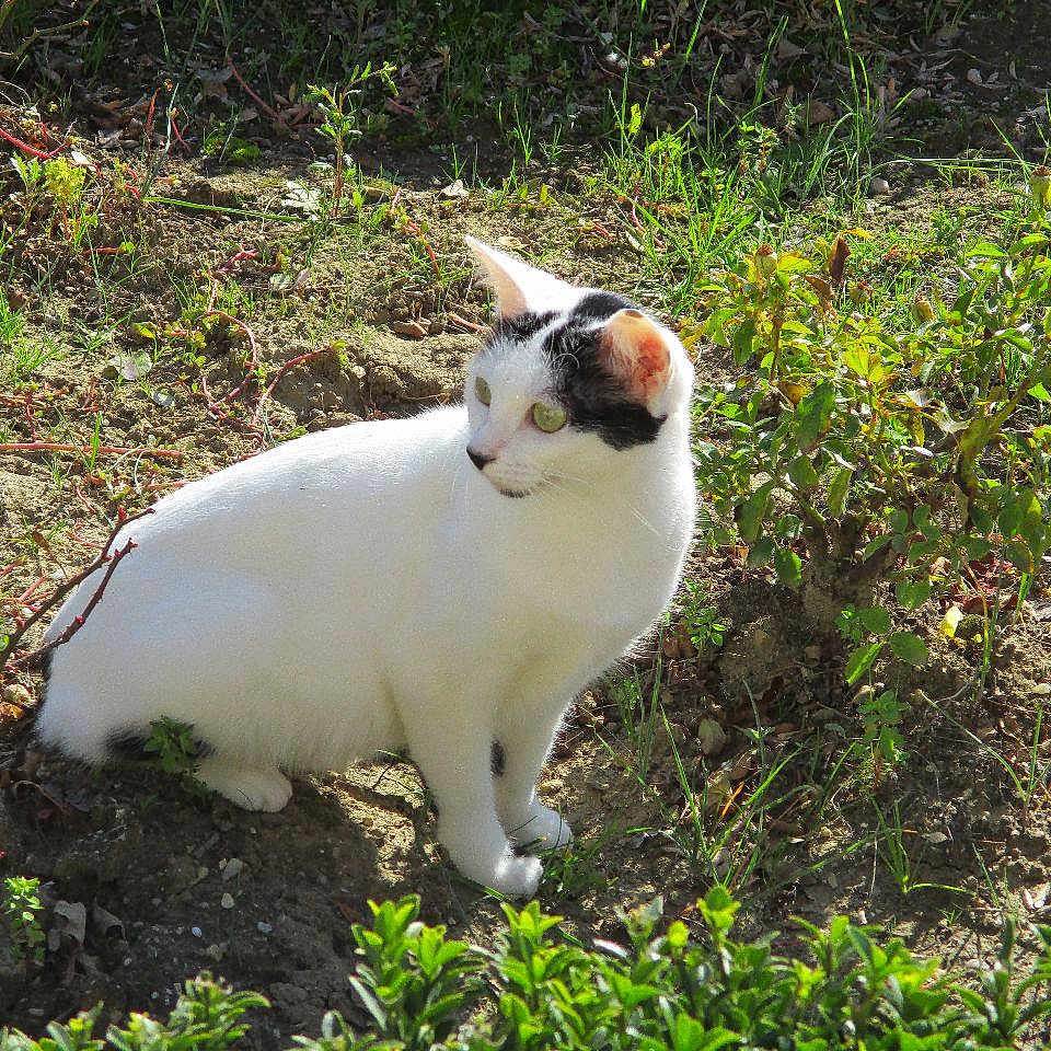 Lilou