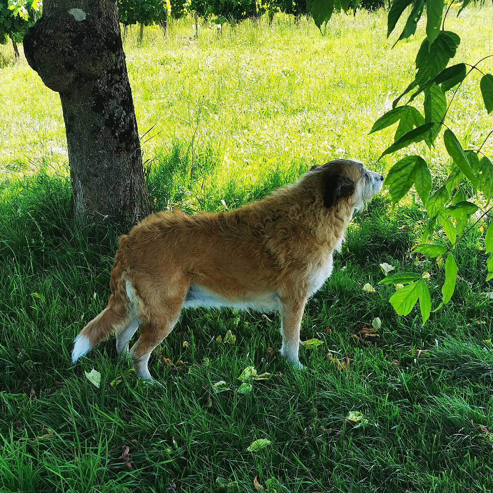 Arya participe au concours pour gagner de l'argent avec cette photo : big_cats, canidae, carnivore, cougar, dog_breed, felidae, fur, grass, grassland, groundcover, lion, marsupial, plant, small_to_medium_sized_cats, tail, terrestrial_animal, tree, trunk, whiskers, working_animal