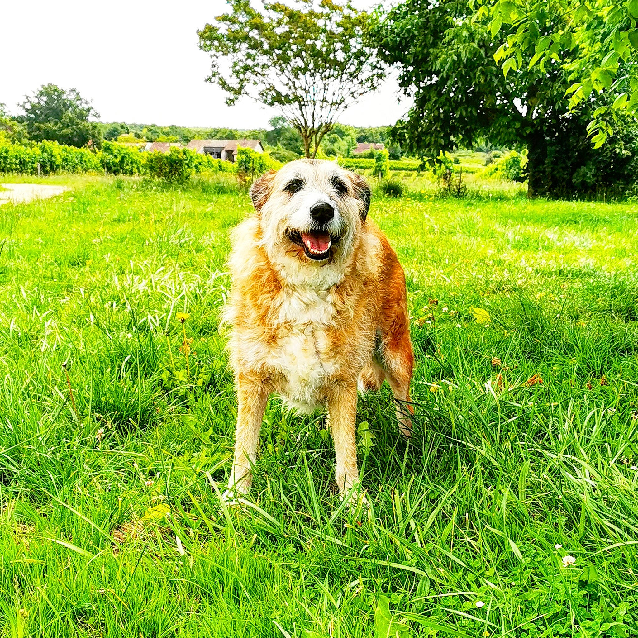 Arya participe au concours pour gagner de l'argent avec cette photo : carnivore, companion_dog, dog, dog_breed, field, grass, grassland, groundcover, herbaceous_plant, landscape, natural_landscape, pasture, people_in_nature, plant, prairie, sky, sporting_group, tree, working_dog