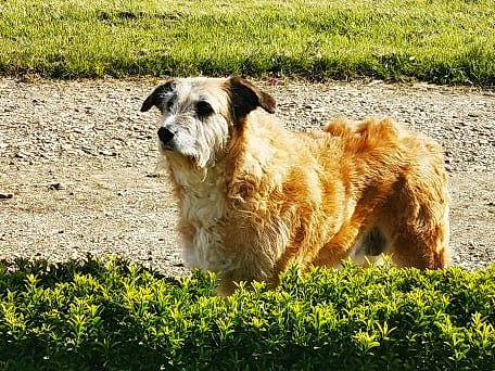 Arya a rejoint le concours — aidez-le/la à gagner de superbes lots ! canidae, carnivore, companion_dog, dog, dog_breed, fawn, field, fur, grass, grassland, pasture, plant, snout, soil, sporting_group, terrestrial_animal, terrier, wildlife, working_animal, working_dog