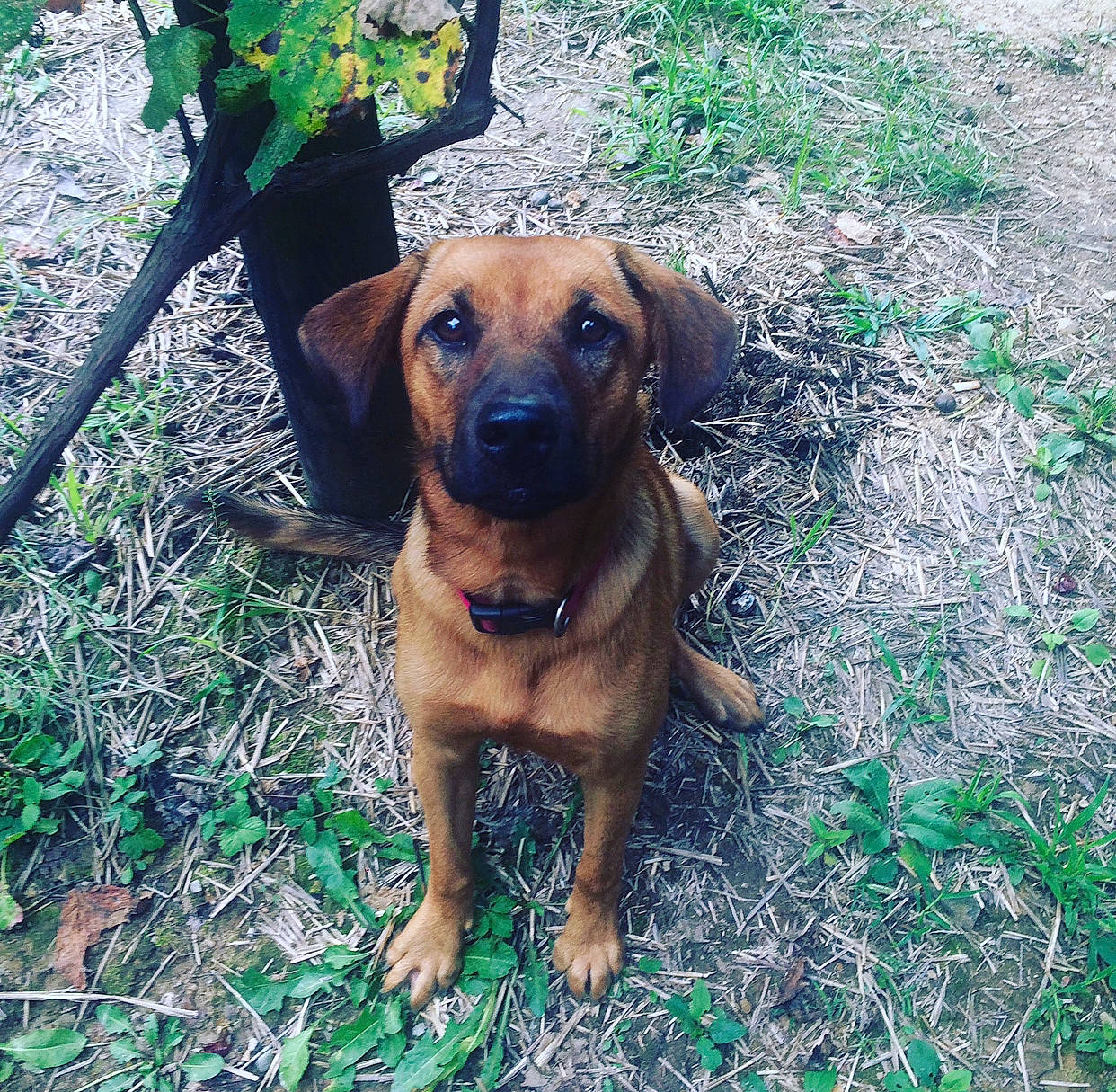 Daisy May joined the competition — help win amazing prizes! canidae, carnivore, companion_dog, dog, dog_breed, flowerpot, grass, guard_dog, hound, liver, pet_supply, plant, puppy, shorts, soil, street_dog, terrestrial_animal, whiskers, working_animal, working_dog