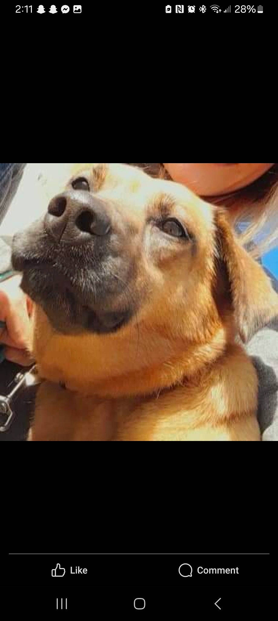 Daisy May joined the competition — help win amazing prizes! canidae, carnivore, cloud, companion_dog, dog, dog_breed, fawn, fur, happy, metal, paw, photo_caption, selfie, sky, snout, sporting_group, square, whiskers