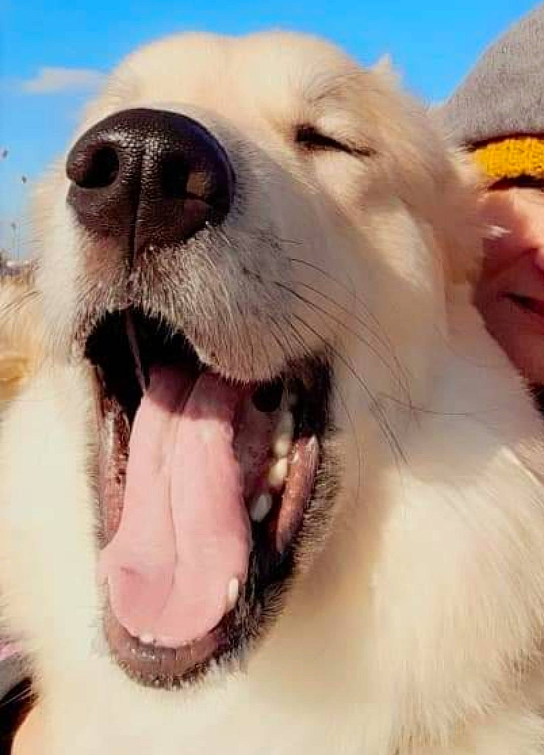 Nelly Belle joined the competition — help win amazing prizes! canidae, carnivore, cloud, collar, companion_dog, cumulus, dog, dog_breed, dog_collar, fang, fawn, great_pyrenees, happy, jaw, paw, sky, smile, snout, sporting_group, whiskers