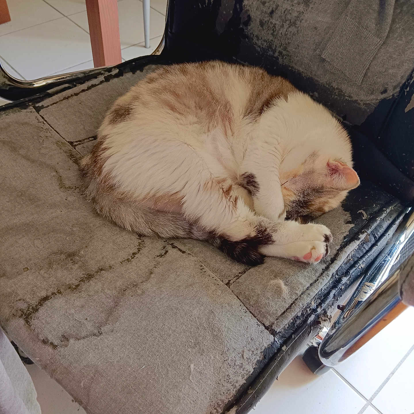Plume participe au concours pour gagner de l'argent avec cette photo : cat, chair, close_up, cozy, curled_up, domestic_animal, fabric, feline, floor_tiles, fur, home, indoor, paw, pet, quiet, relaxation, resting, sleeping, white_and_brown, worn_out