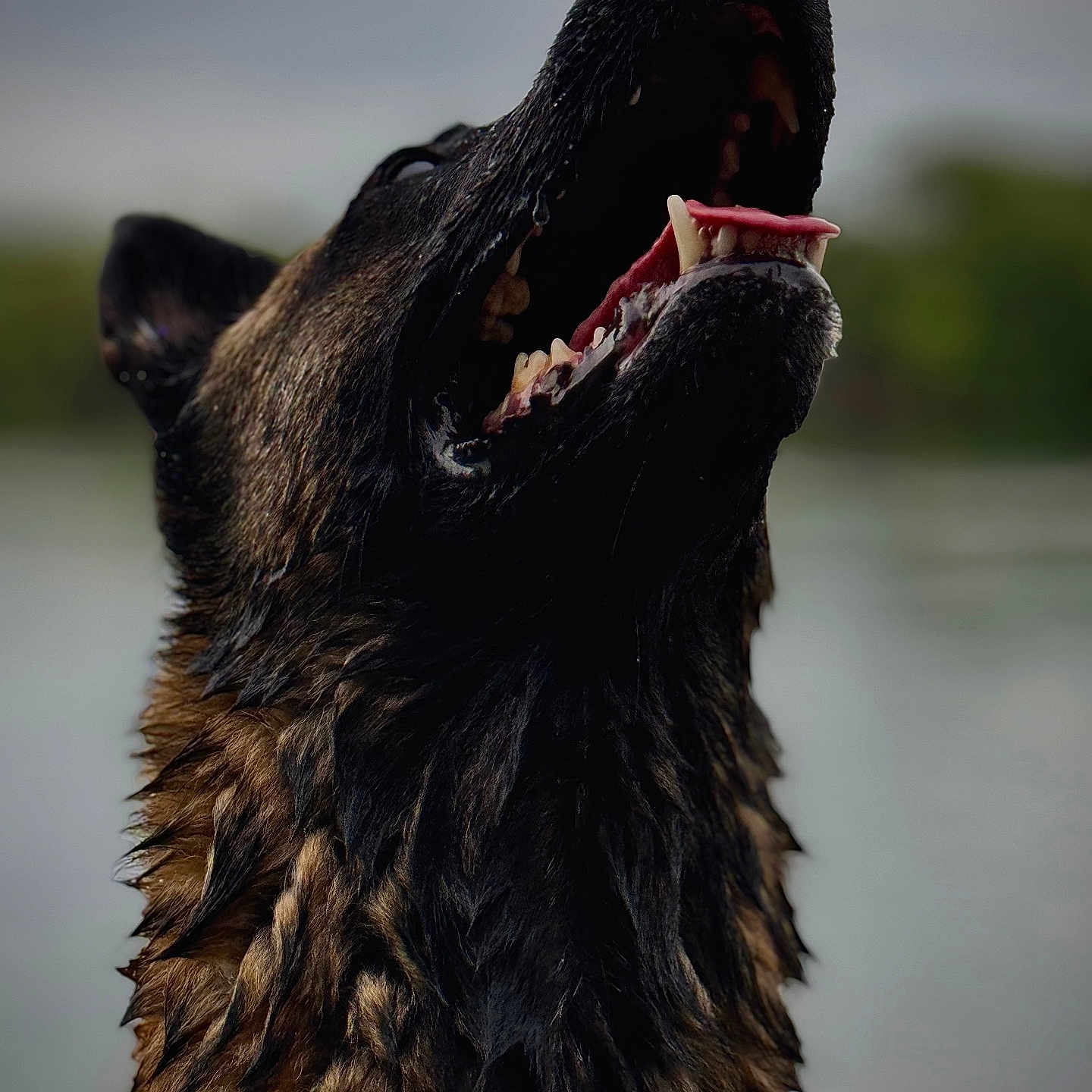 Snoop participe au concours pour gagner de l'argent avec cette photo : animal, bird, bodypart, canine, coyote, dog, fox, germanshepherd, hound, mouth, person, pet, policedog, puppy, redwolf, snout, teeth, terrier, tongue, wolf