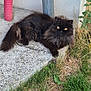 cat, black_cat, fluffy, outdoor, grass, concrete, pipe, plant, yellow_eyes, animal, pet, resting, feline, nature, greenery, sidewalk, curious, fur, daylight, quiet