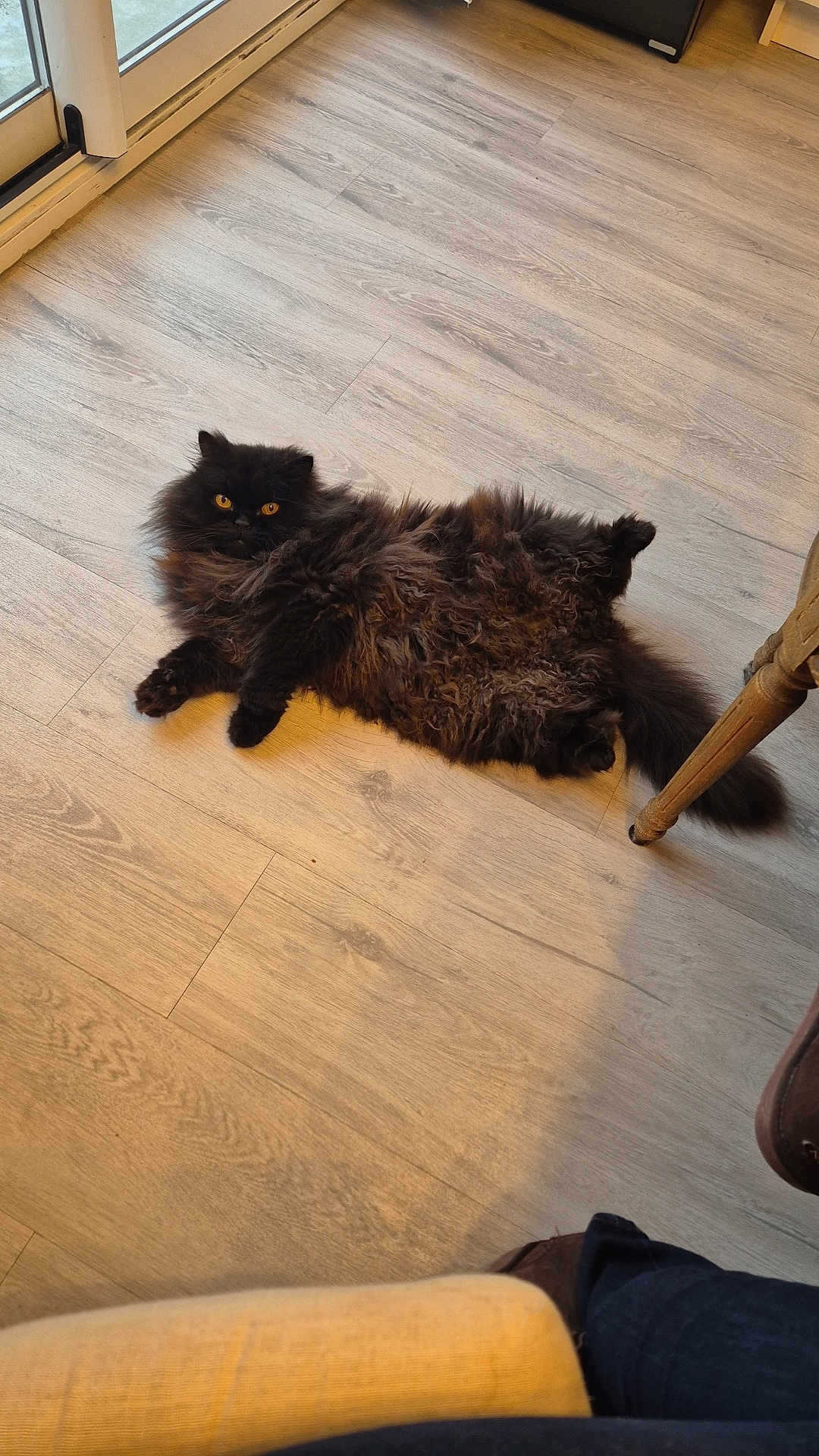 Ulysse a rejoint le concours — aidez-le/la à gagner de superbes lots ! cat, black_cat, fluffy, indoor, wooden_floor, pet, animal, relaxed, lying_down, feline, amber_eyes, chair_leg, foot, casual, cozy, domestic, home, fur, cute, resting