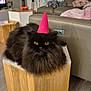 cat, black_cat, fluffy, yellow_eyes, hat, pink_hat, wooden_stool, living_room, couch, blanket, remote_control, television, floor, curtains, decor, furniture, indoor, pet, funny_hat, relaxed