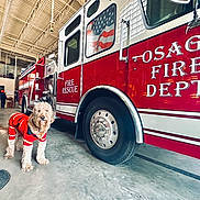 Tacoma joined the competition — help win amazing prizes! animal, bus, canine, city, dog, face, firestation, firetruck, head, machine, person, pet, photography, poodle, portrait, puppy, transportation, truck, vehicle, wheel