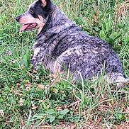 Gizmo is registered to the contest to win money with this photo: dog, outdoor, grass, greenery, animal, pet, nature, canine, relaxed, sitting, side_view, tongue_out, ears_up, speckled_coat, field, summer, daylight, fur, wildflowers, resting