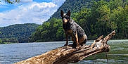 Gizmo is registered to the contest to win money with this photo: dog, river, tree_trunk, water, mountain, forest, clouds, sky, outdoor, nature, animal, landscape, greenery, wild, adventure, scenic, canine, perched, wood, daylight