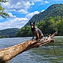 dog, river, tree_trunk, water, mountain, forest, clouds, sky, outdoor, nature, animal, landscape, greenery, wild, adventure, scenic, canine, perched, wood, daylight