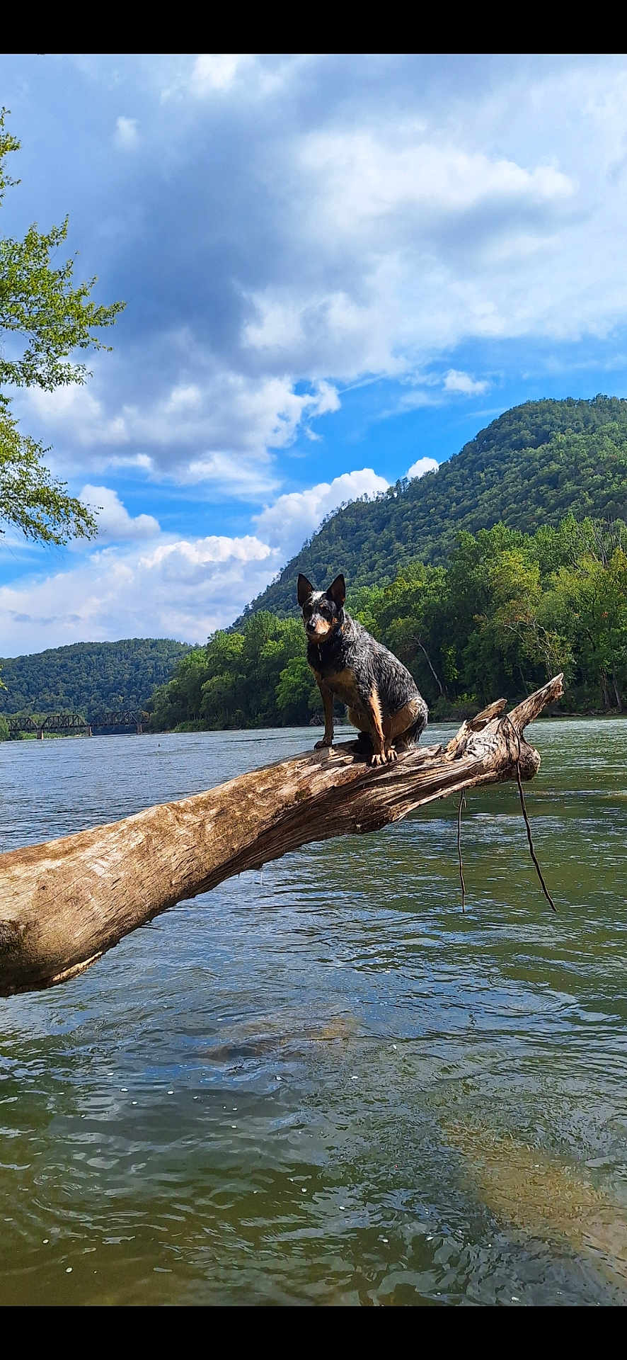 Gizmo is registered to the contest to win money with this photo: dog, river, tree_trunk, water, mountain, forest, clouds, sky, outdoor, nature, animal, landscape, greenery, wild, adventure, scenic, canine, perched, wood, daylight