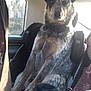 Gizmo is registered to the contest to win money with this photo: dog, car, car_seat, animal, pet, interior, window, seat, restraint, sunlight, companion, passenger, seatbelt, canine, sitting, ears, fur, looking, portrait, travel