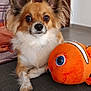 animal, canine, chihuahua, cockerspaniel, couch, cushion, dog, furniture, hardwood, homedecor, hound, papillon, pet, plush, puppy, sphere, terrier, toy, wood