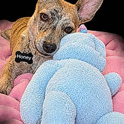 Honey joined the competition — help win amazing prizes! dog, puppy, pet, animal, portrait, close_up, ears, brown_fur, blue_toy, stuffed_animal, bunny, pink_blanket, bed, indoors, cuddling, lying_down, collar, name_tag, cute, playful