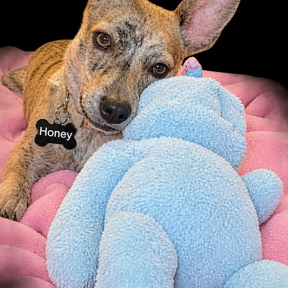 Honey