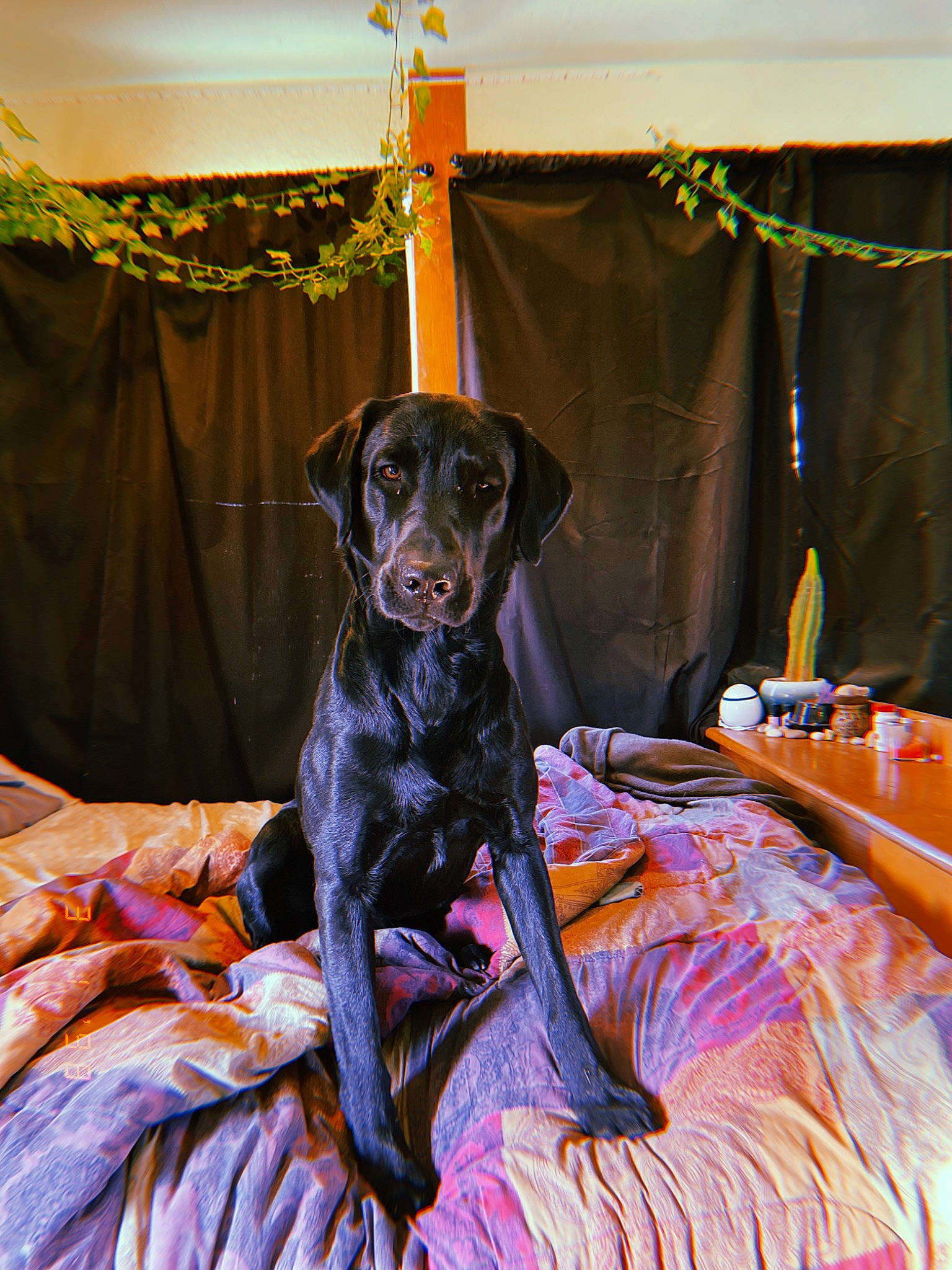 Brodie joined the competition — help win amazing prizes! canidae, carnivore, chair, collar, comfort, companion_dog, curtain, dog, dog_breed, dog_collar, dog_supply, event, fawn, fur, guard_dog, linens, liver, room, sporting_group, working_animal