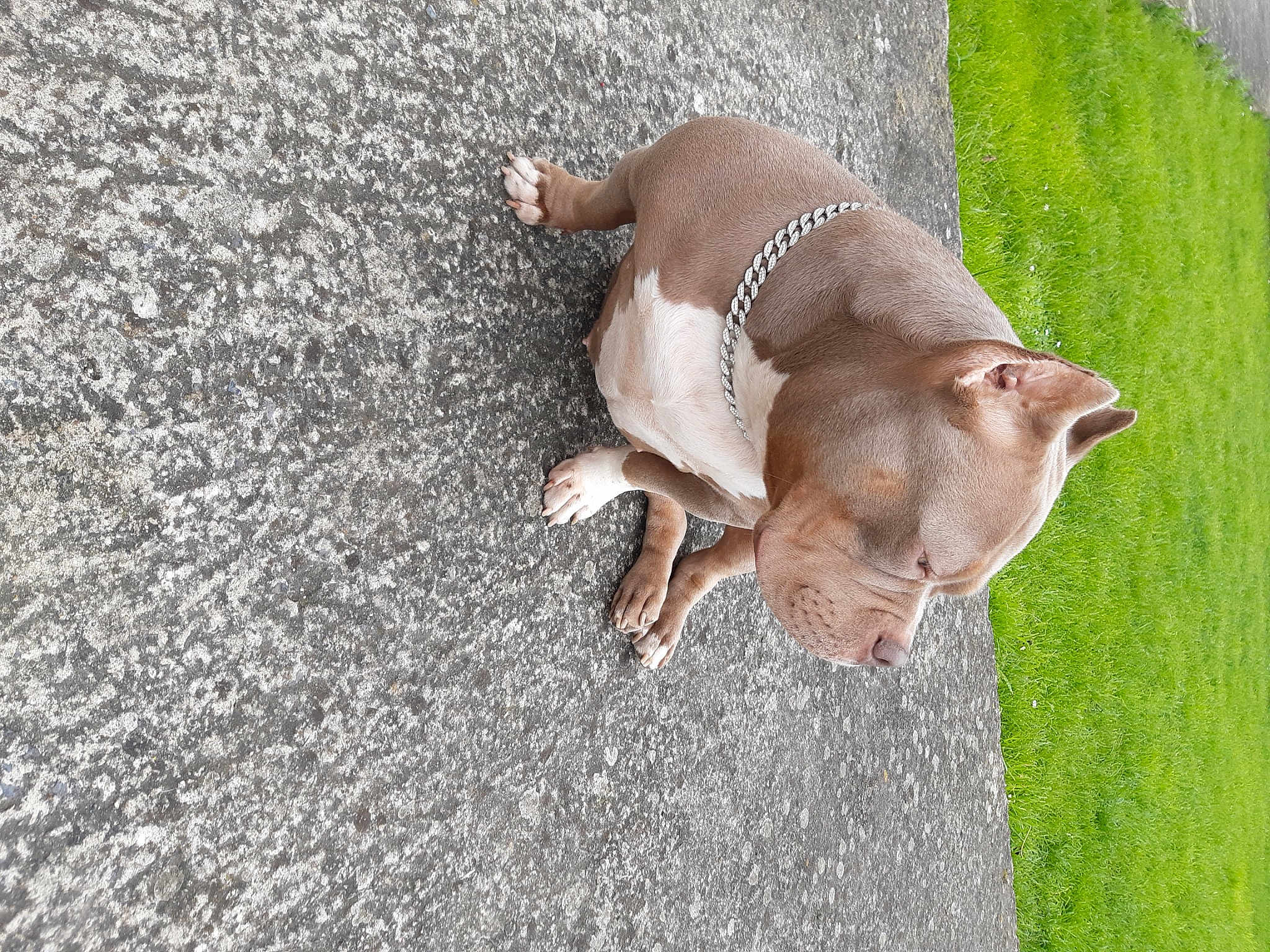 Ava