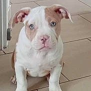 Louna participe au concours pour gagner de l'argent avec cette photo : puppy, dog, blue_eyes, indoor, tile_floor, sitting, cute, pet, animal, young, white_and_brown, ears, floor, looking, portrait, domestic, mammal, small, adorable, companion
