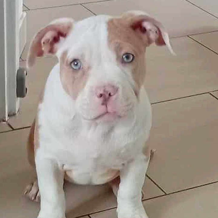 Louna participe au concours pour gagner de l'argent avec cette photo : adorable, animal, blue_eyes, companion, cute, dog, domestic, ears, floor, indoor, looking, mammal, pet, portrait, puppy, sitting, small, tile_floor, white_and_brown, young