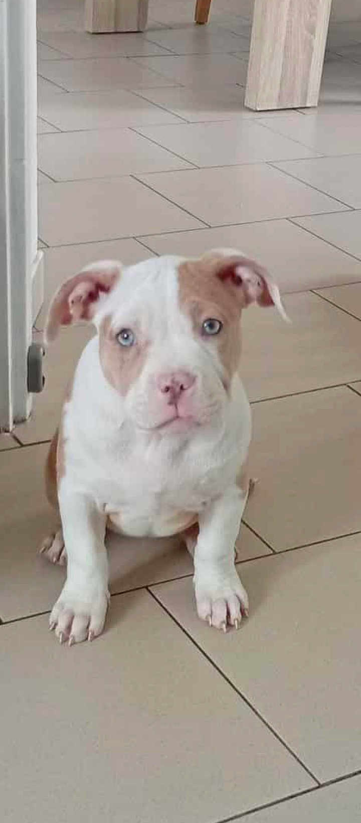 Louna participe au concours pour gagner de l'argent avec cette photo : puppy, dog, blue_eyes, indoor, tile_floor, sitting, cute, pet, animal, young, white_and_brown, ears, floor, looking, portrait, domestic, mammal, small, adorable, companion