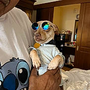 Simba joined the competition — help win amazing prizes! dog, sunglasses, person, hand, shirt, indoor, bed, furniture, mirror, reflection, collar, light, wooden_door, clothing, cartoon_print, cute, pet, relaxed, room, casual