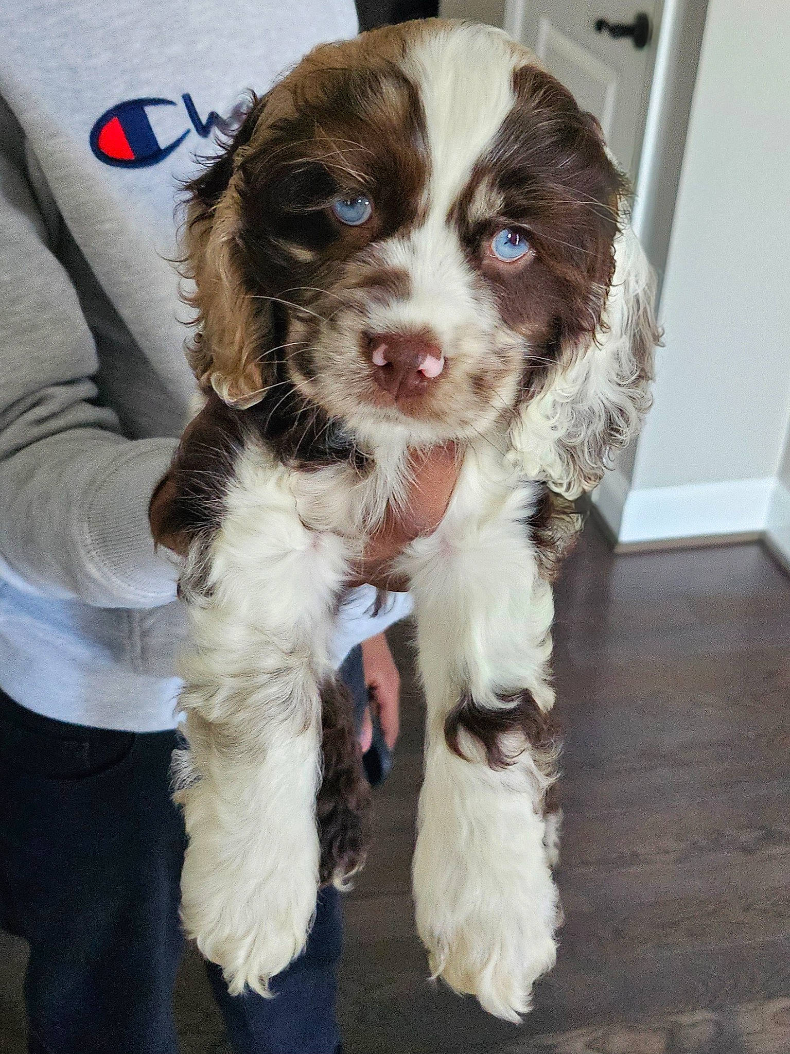 Knox is registered to the contest to win money with this photo: canidae, carnivore, companion_dog, dog, dog_breed, dog_collar, door, fur, gun_dog, spaniel, sporting_group